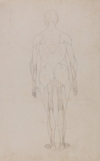 Estudo da figura humana, visão posterior, a partir de uma exposição anatômica comparativa da estrutura do corpo humano com a de um tigre e uma ave comum, c.1795-1806 (grafite e tinta sobre papel) de George Stubbs