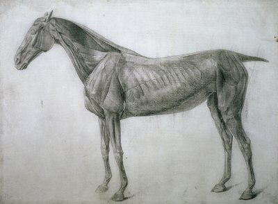 O Estudo dos Músculos: Desenho Ecorche Visto do Flanco, da XIII Mesa Anatômica, da Anatomia do Cavalo, 1766 de George Stubbs