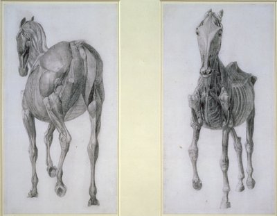 O Estudo dos Músculos: Vistas Frontais e Traseiras, da 13ª Tabela Anatômica, da Anatomia do Cavalo, 1766 de George Stubbs