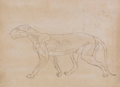 Corpo de Tigre, Vista Lateral (Esboço de desenho para uma figura chave) de George Stubbs