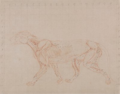 Corpo de Tigre, Vista Lateral (Estudo da quarta fase de dissecação mostrando os músculos mais profundos) de George Stubbs
