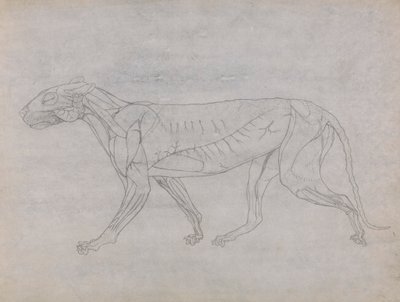 Corpo de Tigre, Vista Lateral de George Stubbs