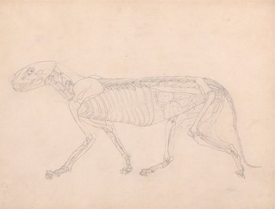 Corpo de Tigre, Vista Lateral de George Stubbs