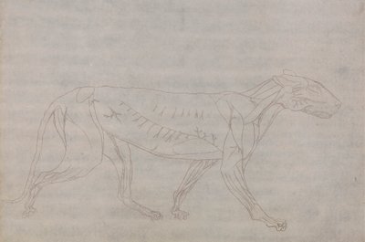 Corpo de Tigre, Vista Lateral de George Stubbs