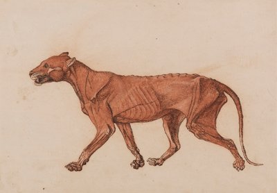 Corpo de Tigre, Vista Lateral de George Stubbs