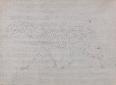 Corpo de Tigre, Vista Lateral de George Stubbs