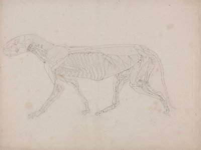 Corpo de Tigre, Vista Lateral de George Stubbs