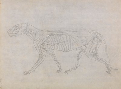 Corpo de Tigre, Vista Lateral de George Stubbs