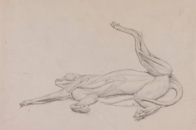 Tigre, Recumbente, Visto Ventralmente de George Stubbs