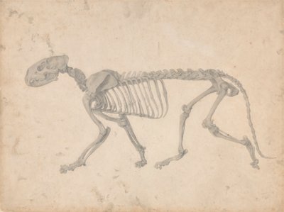 Esqueleto de Tigre, Vista Lateral (Estudo Acabado para a Tabela IV) de George Stubbs