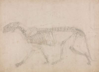 Esqueleto de Tigre, Vista Lateral (Provavelmente o estudo principal do esqueleto) de George Stubbs