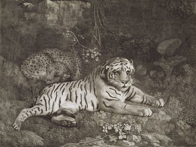 Dois Tygers, gravados pelo artista, pub. 1788 (gravura) de George Stubbs