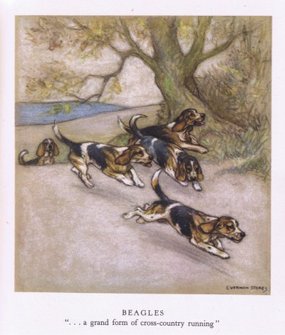 Beagles (litografia a cores) de George Vernon Stokes