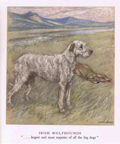 Irish Wolfhounds (litografia a cores) de George Vernon Stokes