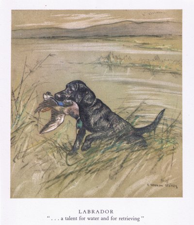 Labrador (litografia a cores) de George Vernon Stokes