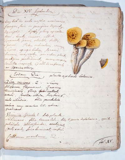 Ilustração de uma espécie de fungo, de &39;Diarium Botanicum&39; pelo artista, 1786 (caneta e tinta sobre papel) de Georges Cuvier