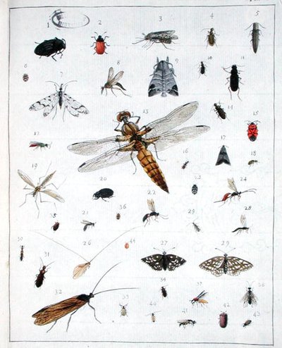 Vários insectos, placa III de 