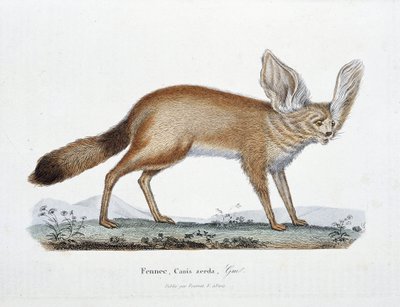 Naturgeschichtliche Tafel: Zoologische Tafel, die den Fennek, Canis zerda darstellt - in "Gesammelte Werke von Buffon" von Naturforscher Georges Louis Leclerc, Graf von Buffon (1707-1788). Gravur von 1837. von Georges Louis Leclerc