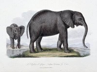 Naturgeschichtstafel: Zoologische Tafel, die den Afrikanischen Elefanten darstellt; Elephas Africanus - in „Complete Works of Buffon“ von Naturforscher Georges Louis Leclerc, Graf von Buffon (1707-1788). Gravur von 1837 von Georges Louis Leclerc
