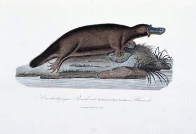 Placa de História Natural: Placa Zoológica representando o Paradoxal ornitológico (Ornithorhynchus Paradoxux), Blumenb - em "Obras de Buffon" do naturalista Georges Louis Leclerc, Conde de Buffon (1707 - 1788). Gravura a partir de 1837. de Georges Louis Leclerc