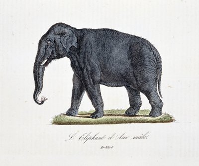 Naturgeschichtliche Tafel: Zoologische Darstellung des Asiatischen Elefantenmännchens - in „Gesammelte Werke von Buffon“ von Naturforscher Georges Louis Leclerc, Graf von Buffon (1707 - 1788). Gravur von 1837. von Georges Louis Leclerc