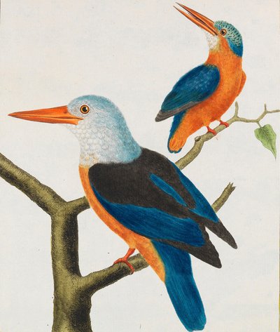 História Natural. Pássaros. Placas iluminadas, 1766-1782. de Georges Louis Leclerc de Buffon