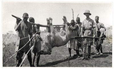 Leão em Bahr el Ghazal, Am Dafok, 1925 (impressão em gelatina prateada) de Georges-Marie Haardt