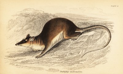 Gambá marrom de quatro olhos, Metachirus nudicaudatus. ,1841 (gravura) de Georges Robert Waterhouse