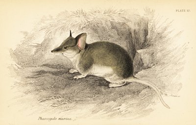 Dunnart comum, Sminthopsis murina. ,1841 (gravura) de Georges Robert Waterhouse