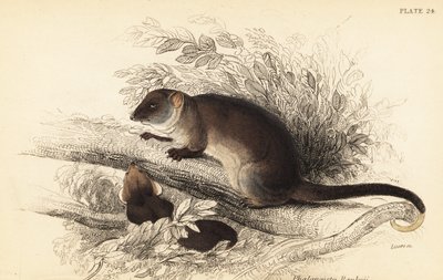 Eu posso ver o ringtail comum, Pseudocheirus peregrinus. ,1841 (gravura) de Georges Robert Waterhouse