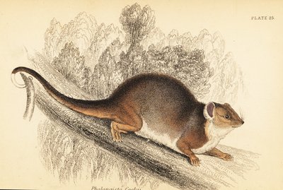 Eu posso ver o ringtail comum, Pseudocheirus peregrinus. ,1841 (gravura) de Georges Robert Waterhouse