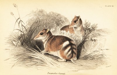 Bandicoot barrado oriental, Perameles gunnii.,1841 (gravura) de Georges Robert Waterhouse
