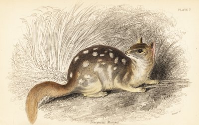 quoll oriental, guaxinim Dasyurus. Ameaçadas de extinção. ,1841 (gravura) de Georges Robert Waterhouse
