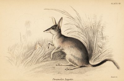 Grande bilby, Macrotis lagotis. Ameaçado de extinção. ,1841 (gravura) de Georges Robert Waterhouse