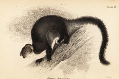 Maior planador, Petauroides volans. ,1841 (gravura) de Georges Robert Waterhouse