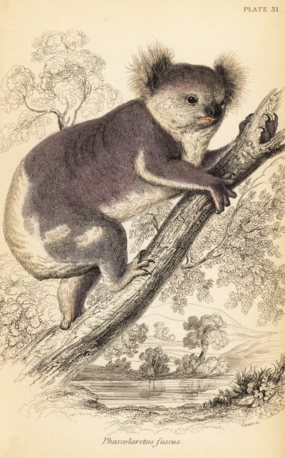 Koala, Phascolarctos cinereus.,1841 (engraving) de Georges Robert Waterhouse