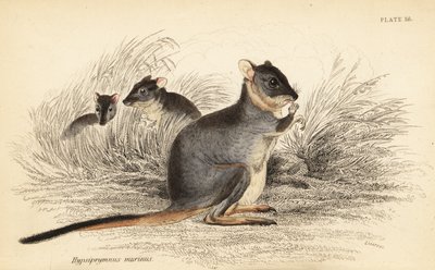Potoroo de pés longos, longipes motoresos. Vulneráveis.,1841 (gravura) de Georges Robert Waterhouse