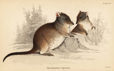 Potoroo de nariz longo, Potorous tridactylus tridactylus,1841 (gravura) de Georges Robert Waterhouse