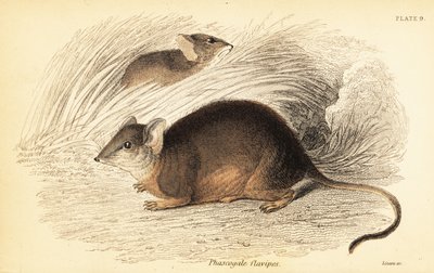 Mardo ou antechinus de patas amarelas, Antechinus flavipes. ,1841 (gravura) de Georges Robert Waterhouse