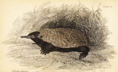Echidna de cozedura curta, Tachyglossus aculeatus,1841 (gravura) de Georges Robert Waterhouse