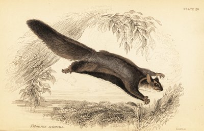 Esquilo planador, Petaurus norfolcensis.,1841 (gravura) de Georges Robert Waterhouse