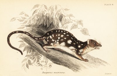 Tiger quoll, Dasyurus maculatus.,1841 (gravura) de Georges Robert Waterhouse