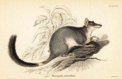 Tuan ou wambenger comum, Phascogale tapoatafa. ,1841 (gravura) de Georges Robert Waterhouse