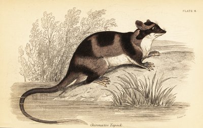 Gambá de água ou yapok, Chironectes minimus. ,1841 (gravura) de Georges Robert Waterhouse