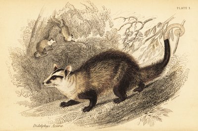Gambá de orelhas brancas, Didelphis albiventris. ,1841 (gravura) de Georges Robert Waterhouse