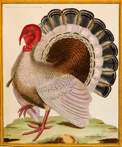 Uma Turquia, de "Histoire Nouvelles des Oiseaux", 1771-86 de Georges de Buffon