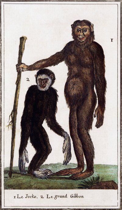 Jocko, chimpanzé ou gibão, ilustração de Histoire naturelle, de Georges-Louis Leclerc Count of Buffon (1707-1788), gravura em aguarela de Georges de Buffon