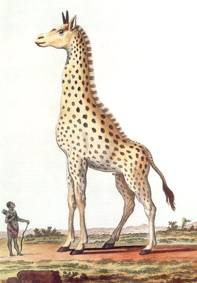 desenho de uma girafa macho fantástica de Georges de Buffon