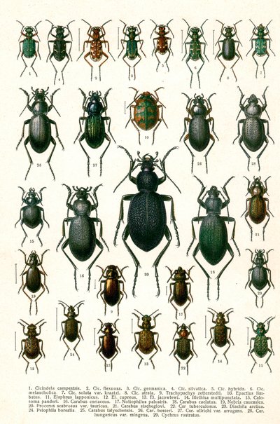 Antique Print of Varieties of European Beetles, c.1910 (cromolitografia) de Georgiy Jacobson