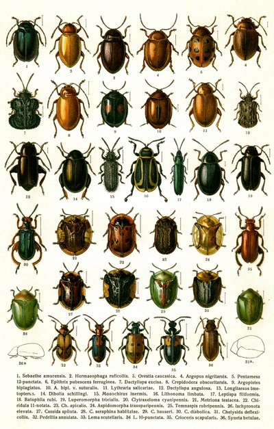 Antique Print of Varieties of European Beetles, c.1910 (cromolitografia) de Georgiy Jacobson